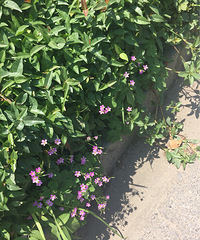 Ұ��Ҳ���Ժ���