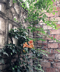 ��̨�ݶ��⻨��Ȧ���ҼҵĻ���1