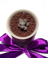 ɹɹ�ҵ�����