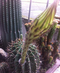 ��̨�ݶ��⻨��Ȧ���ҼҵĻ���3