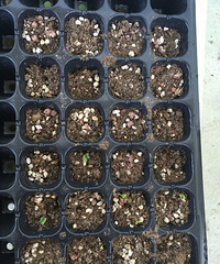 ����ȥ����Ĳ�֪��ʲô�ӷ�ѿ�����˿��ó�