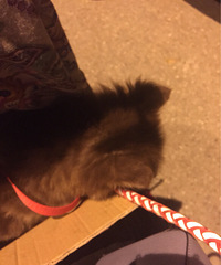 ����Բ������