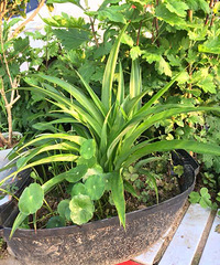 ���Ҷ�������