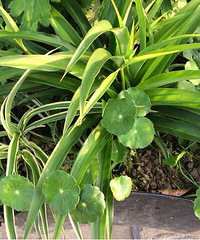 ���Ҷ�������