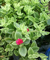 ���û������ɣ�����ǰ��ʲô��ʲô��״����