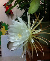 ��̨�ݶ��⻨��Ȧ���ҼҵĻ���4