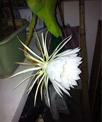 ��̨�ݶ��⻨��Ȧ���ҼҵĻ���4