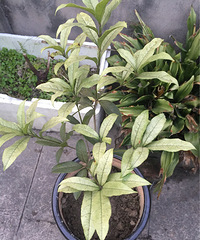 �����զ��