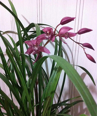 ��̨�ݶ��⻨��Ȧ���ҼҵĻ���5