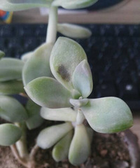 ɹ����̫����