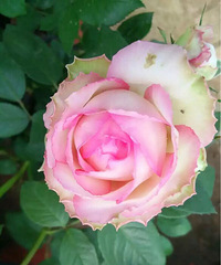 ���������³�Ա