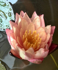 ���꿪��˯������άɯ��ϼ�����������ࡣ��