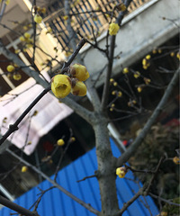 ��̨�ݶ��⻨��Ȧ���ҼҵĻ���6