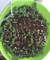 �������������ô���డ����������ֲ������