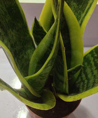 ��ɫ����������������ɫ