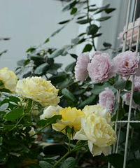 �ʺ�����̨�ֵ�����ϵ