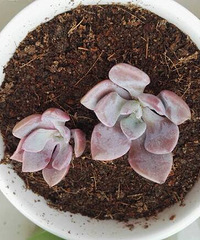 ����С������ã���Ư��