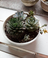 �����Ҽҽ��꿪�������⣬Ư����