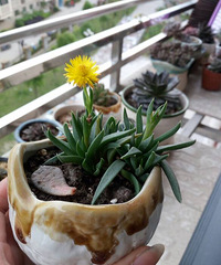 �����Ҽҽ��꿪�������⣬Ư����