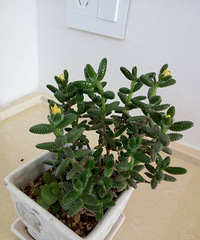 ���㿪������ͯ������һ��������Һ���ɫ��