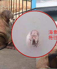 惨案!落水游客和救人饲养员被海象抱住溺毙!