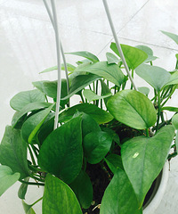 �����᡿+��ô��������˼�Ѫ