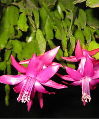 ��̨�ݶ��⻨��Ȧ���ҼҵĻ���7