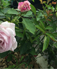 ���£����������