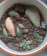 С��Ҫ�����������