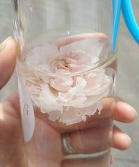 来~来~来,看看我喝了一天的花茶,还是辣