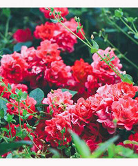 ���κö˶˵�һ������������ˮ��������ɹ��