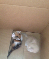 ���������С��飺�����������������е���