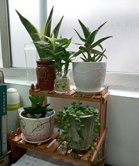 �칫���ϵ�С����