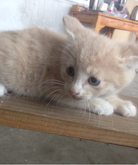 ���������С��飺�����������������е���