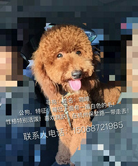 寻狗启示!急!!!