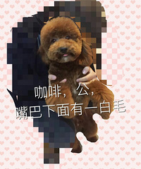 寻狗启示!急!!!