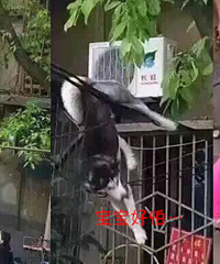 哈士奇失足坠楼!求计算它的心理阴影面积…