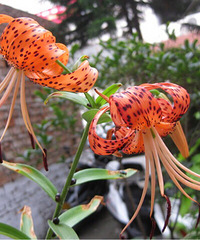 ��̨�ݶ��⻨��Ȧ���ҼҵĻ���8