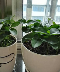 ����Ǯ������