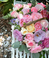 520ֻ���Ը����Ը�