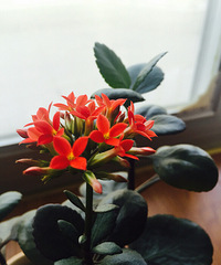 ��֪����ֲ���˭֪����ɶ��