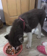 ����˹��5���� ���� ��û��ʱ���չ� ��