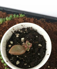 ��һƬ��ѿ�����ڳ��˺ö�