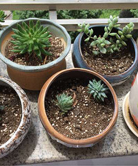 ���е�һ���ֶ���