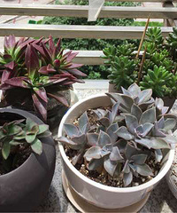 ���е�һ���ֶ���