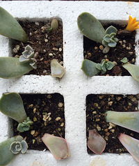 ҶƬ����ѿ�ˣ�Ȼ���Լ��������ø��������