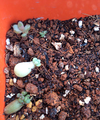 ҶƬ����ѿ�ˣ�Ȼ���Լ��������ø��������