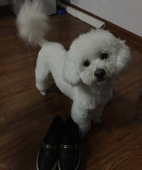 ���ȳ����������С��~����һֻ������