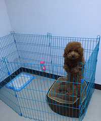 ���ȳ�������������ɳ���