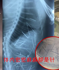 太残忍了!小猫体内密密麻麻被插入40根针!